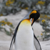 5428 Penguins (2) - Protecting the most precious coastlines on the planet